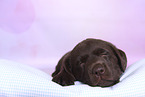 Labrador Retriever Welpe