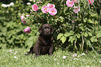 Labrador Retriever Welpe