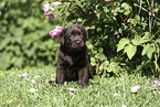 Labrador Retriever Welpe