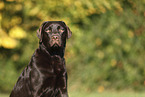 Labrador Retriever Hndin