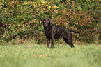 Labrador Retriever Hndin