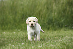 Labrador Retriever Welpe