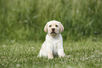 Labrador Retriever Welpe