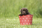 Labrador Retriever Welpe