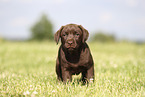 Labrador Retriever Welpe