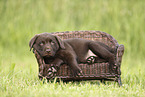 Labrador Retriever Welpe