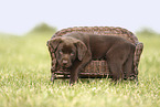 Labrador Retriever Welpe