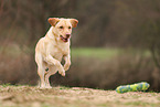 blonder Labrador Retriever