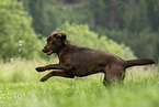 junger Labrador Retriever