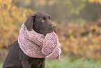 Labrador Retriever Welpe