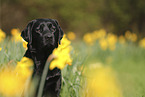 schwarzer Labrador Retriever