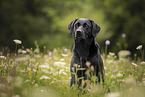 schwarzer Labrador