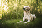 blonder Labrador