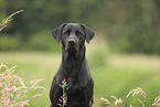 schwarzer Labrador Retriever