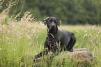 schwarzer Labrador Retriever