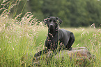 schwarzer Labrador Retriever