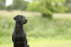 schwarzer Labrador Retriever