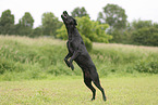 schwarzer Labrador Retriever