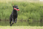 schwarzer Labrador Retriever