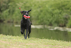 schwarzer Labrador Retriever