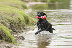 schwarzer Labrador Retriever