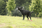 schwarzer Labrador Retriever