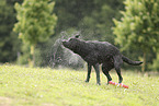 schwarzer Labrador Retriever