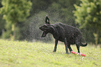 schwarzer Labrador Retriever