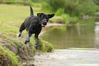 schwarzer Labrador Retriever