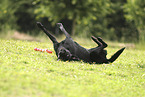 schwarzer Labrador Retriever