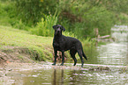 schwarzer Labrador Retriever