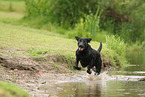 schwarzer Labrador Retriever