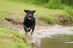 schwarzer Labrador Retriever