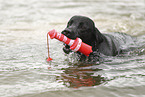 schwarzer Labrador Retriever