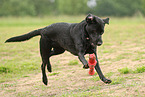 schwarzer Labrador Retriever