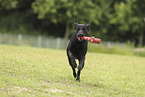 schwarzer Labrador Retriever