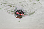 schwarzer Labrador Retriever