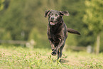 silberner Labrador Retriever