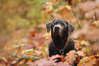 silberner Labrador Retriever