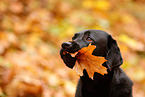 schwarzer Labrador Retriever