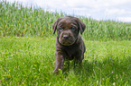 Labrador Retriever Welpe