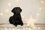 Labrador Retriever in Weihnachtsdeko