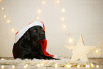 Labrador Retriever in Weihnachtsdeko