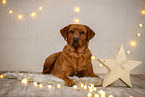 Labrador Retriever in Weihnachtsdeko