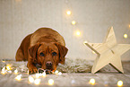 Labrador Retriever in Weihnachtsdeko