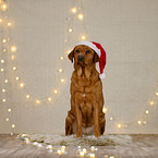 Labrador Retriever in Weihnachtsdeko