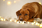 Labrador Retriever in Weihnachtsdeko