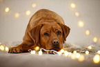 Labrador Retriever in Weihnachtsdeko