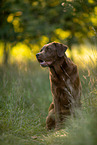 Labrador Retriever