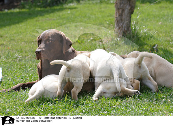 Hndin mit Labradorwelpen / mother & puppies / BD-00125